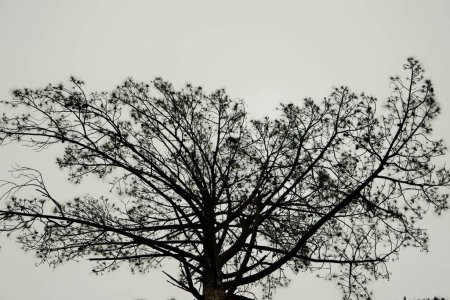 Foto de Deodar tree, Village Deori, Kalwari, Tirthan Valley, Himachal Pradesh, India, Asia - Imagen libre de derechos