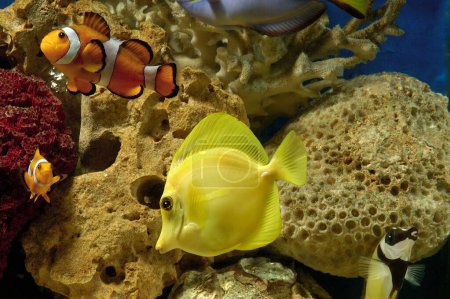 Téléchargez les photos : Poissons, poissons clowns et poissons Tang jaunes dans un aquarium - en image libre de droit