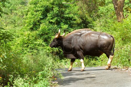 Bisonte indio gaur en Singara cerca de Madumalai; Nilgiris; Tamil nadu; India