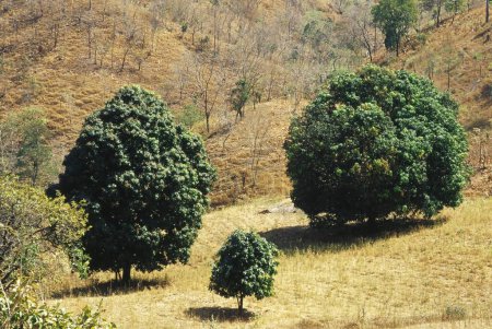 Foto de Flor de árboles de mango, ambabari, nandurbar, maharashtra, India - Imagen libre de derechos