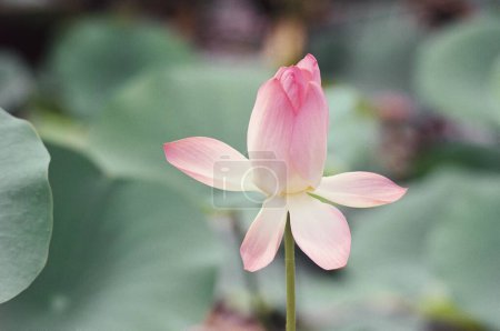 Photo for One delicate pink color lotus flower in a pond (nelumbo nucifera) Water Lilly lilies - Royalty Free Image