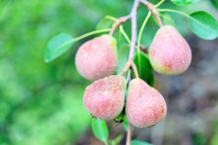 Foto de Ripe pears fruit tree, Sitla Estate, Nainital, Kumaon, Uttarakhand, India, Asia - Imagen libre de derechos