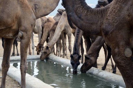 Photo for Camels drinking water in cattle fair, pushkar, rajasthan, india, asia - Royalty Free Image
