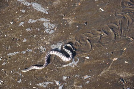 Foto de Serpiente marina sobre arena de playa, Surwada Beach, Valsad, Gujarat, India, Asia - Imagen libre de derechos
