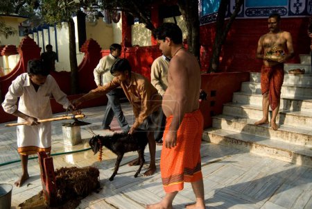 Foto de Sacrificio religioso de cabra en el templo de Rajrappa y el templo de Maa Chhinna Mastika, Rajrappa; Jharkhand India - Imagen libre de derechos