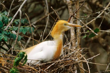 Foto de Aves, Garceta Ganadera Bubulcus ibis Nesting - Imagen libre de derechos