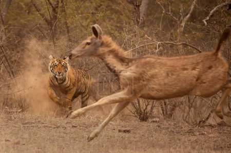 Photo for Wild sub adult Bengal tiger charging out from behind bushes towards a running Sambar deer, while trying to hunt - Royalty Free Image