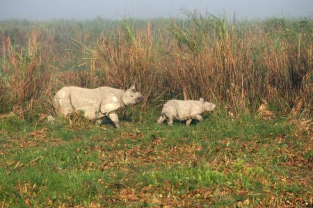 Endangered Mammal , Indian Rhinoceros and Baby , Rhinoceros unicornis