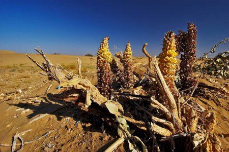 Foto de Desert Plants in Thar desert , Sam Sand Dunes  , Jaisalmer, Rajasthan, India - Imagen libre de derechos