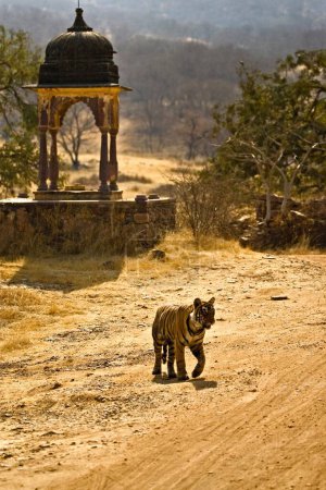 Tiger panthera tigris tigris near ancient monument in Ranthambore national park , Rajasthan , India