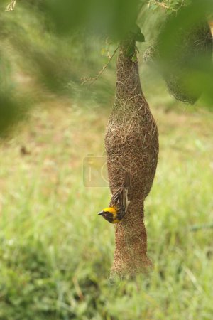 Oiseaux ; tisserand baya avec nid dans Chinchani ; Sangli ; Maharashtra ; Inde 2009