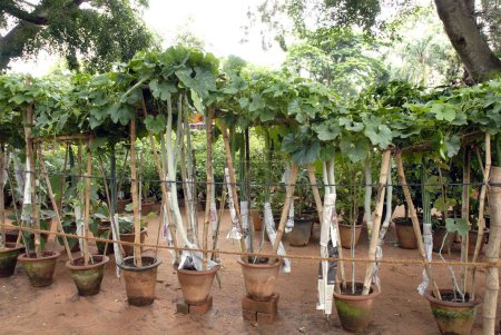 Snake gourd (Trichosanthes cucumerina Linn) plants in pots ; Lalbagh garden ; Bangalore ; Karnataka ; India