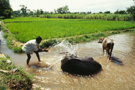 Foto de Búfalos tomando baño en el campo de arroz, la India - Imagen libre de derechos