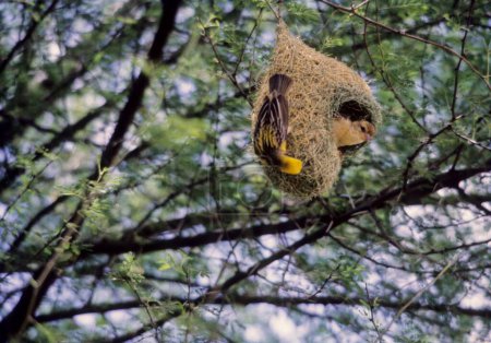 Birds , Baya weaver in nest (ploceus philippinus) india