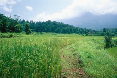 Photo for Rice field , malshej ghat , maharashtra , india - Royalty Free Image
