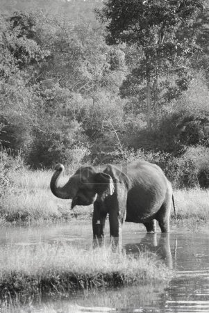 Photo for Indian Elephant (Elephas maximus) , Bandipur national park , Karnataka, India - Royalty Free Image