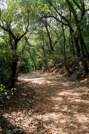 Route à travers la forêt de Matheran ; district Raigad ; Maharashtra ; Inde ; Asie