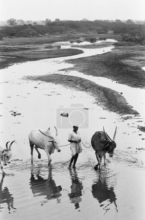 Photo for Man crossing river with his cattle ; Munagoli village ; Bijapur district ; Karnataka ; India - Royalty Free Image