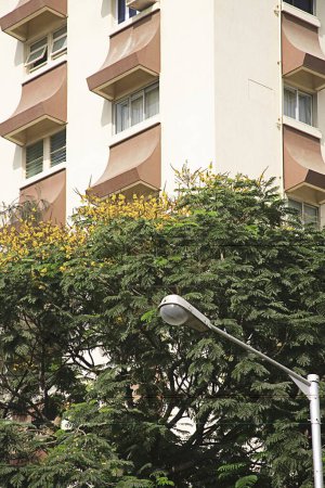 Téléchargez les photos : Bâtiment et feuilles vertes fleurs jaunes sur l'arbre à la route Bhulabhai Desai ancien nom Warden Road ; Mahalakshmi ; Bombay Mumbai ; Maharashtra ; Inde - en image libre de droit