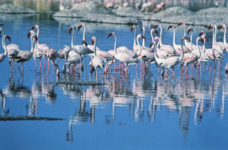 Flamingos tagsüber im Zoo 