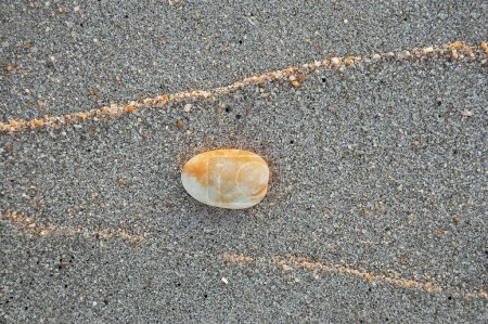 Coquille avec la marque de marée haute de sable attrapant la lumière du soleil couchant, Lakshadweep, Inde