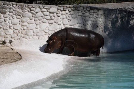 Foto de Hipopótamo en el zoológico de Mahendra Choudhary, Patiala, Punjab, India, Asia - Imagen libre de derechos