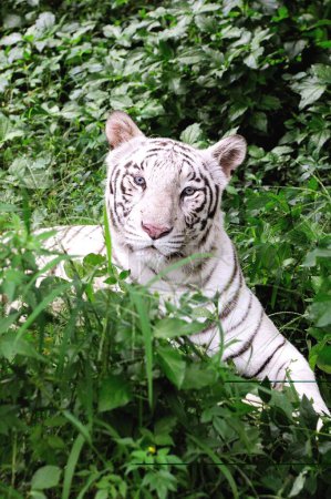 Téléchargez les photos : Tigre blanc panthera tigris se reposant regardant quelque part dans le parc national safari ; Bangalore ; Karnataka ; Inde - en image libre de droit