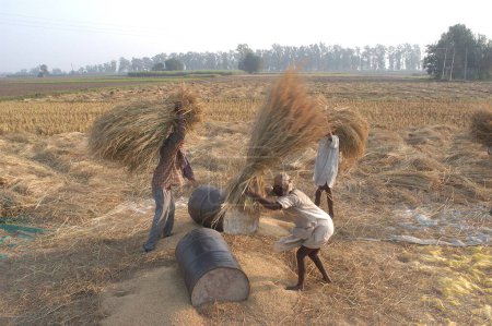Photo for Farm workers beating wheat plant to get wheat grains in wheat field in Doulo Nangal ; a village near the Beas River ; in the Amritsar district ; Punjab ; India ; - Royalty Free Image
