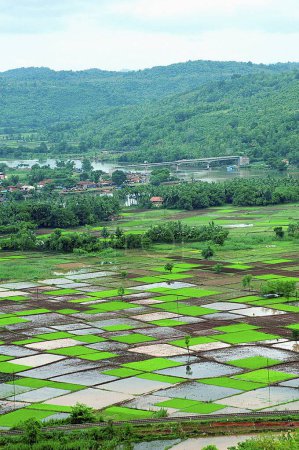 Campo de arroz con cáscara en patrón de cuadrados en monzón, Chiplun, Ratnagiri, Maharashtra, India