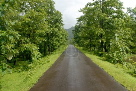 Greenery on tansa lake road ; district Thane ; Maharashtra ; India
