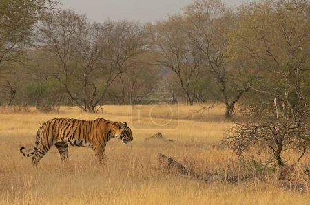 Wild Bengal tiger walking through a dry scrub forest in Ranthambore national park, India