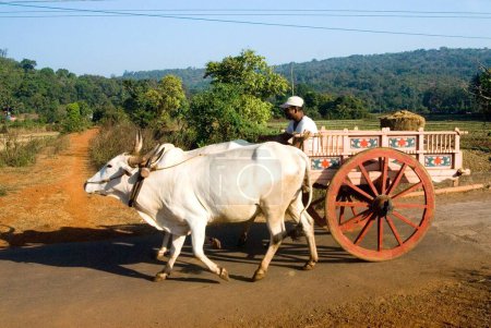 Photo for Bullock cart and two white bulls on the road at Anjarle village ; district Dapoli ; Maharashtra ; India - Royalty Free Image