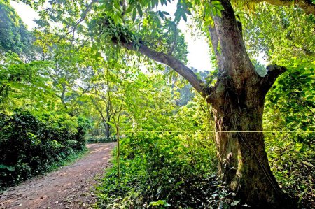 Téléchargez les photos : Forêt de manguiers mangifera indica avec parasites, Calcutta, Bengale occidental, Inde - en image libre de droit