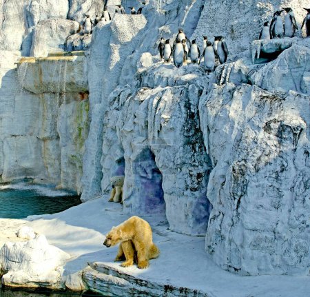 Deux ours polaires et pingouins Safari monde Bangkok ; Thaïlande ; Asie du Sud-Est