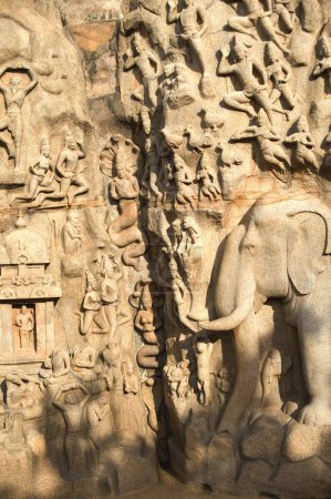 Téléchargez les photos : Rock wall anjunas pénitence and descent of ganga, Mahabalipuram Mamallapuram, Tamil Nadu, Inde - en image libre de droit