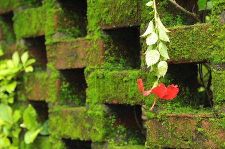 Foto de Hibiscus flor y pared de ladrillo rústico durante monzón tiro de arte - Imagen libre de derechos
