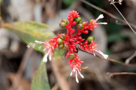 Foto de Flor y planta medicinal conocida sarpagandha rauvolfia serpentina - Imagen libre de derechos