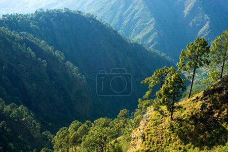 Grün auf einem Hügel Vaishno Devi Jammu und Kaschmir Indien