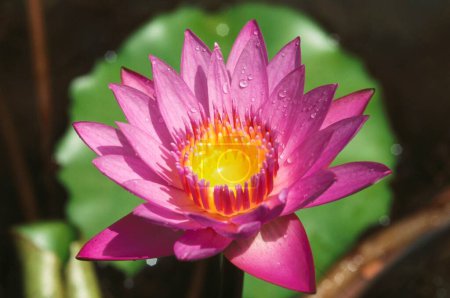 Téléchargez les photos : Gouttes d'eau sur le lotus Nelumbo nucifera - en image libre de droit