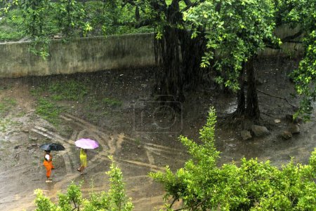 Foto de Vista aérea de las raíces descendentes del enorme árbol de Banyan y las mujeres con paraguas bajo fuertes lluvias en Dahisar West, Bombay Mumbai, Maharashtra, India, Asia - Imagen libre de derechos