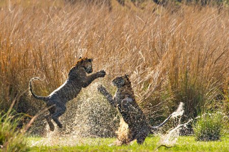 Téléchargez les photos : Lutte contre les tigres du Bengale dans le parc national de Ranthambhore, rajasthan, Inde, Asie - en image libre de droit