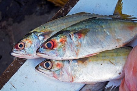 Téléchargez les photos : Bangra poisson aussi appelé poisson maquereau, Inde - en image libre de droit