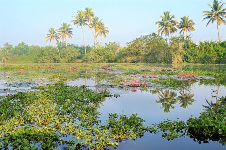 Glückskamm, Barrier Island, Vembanad See, Wasserhyazinthe, Seerosen, Kumarakom, Kottayam, Kerala, Indien, Asien