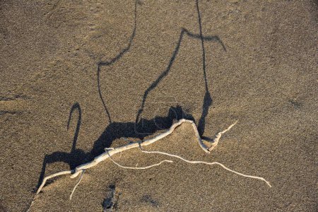 Foto de Rama seca sobre arena, Playa del Bhagal, Valsad, Gujarat, India, Asia - Imagen libre de derechos
