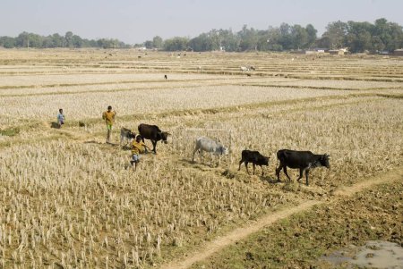 Téléchargez les photos : Bovins dans les champs ; Jharkhand ; Inde - en image libre de droit