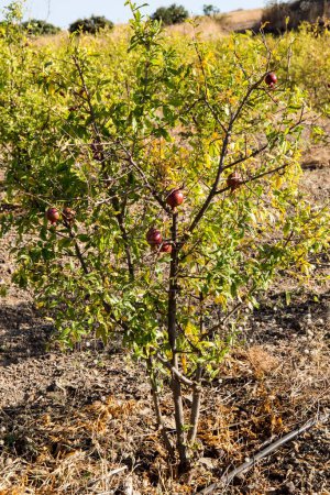pomegranate tree, sangli, maharashtra, India, Asia