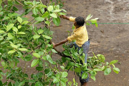 Foto de Vista aérea de un hombre cortando ramas de árbol de banyan, higo indio, Borivali, Mumbai Bombay, Maharashtra, India - Imagen libre de derechos