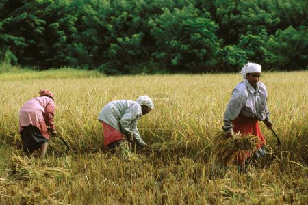 Foto de Cosecha de arroz en el campo, kerala, India - Imagen libre de derechos