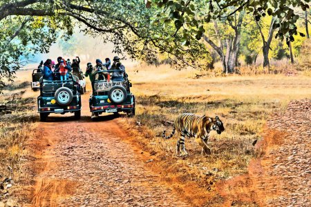Téléchargez les photos : Tigre traversant le sentier forestier, Touristes en jeeps, Tadoba Wildlife Sanctuary, Chandrapur, Maharashtra, Inde, Asie - en image libre de droit