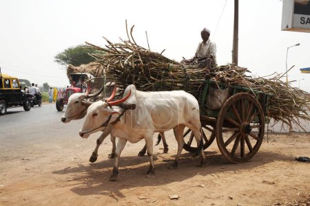 Photo for Farmer with sugarcane on a bullock cart , Kolhapur , Maharashtra , India - Royalty Free Image